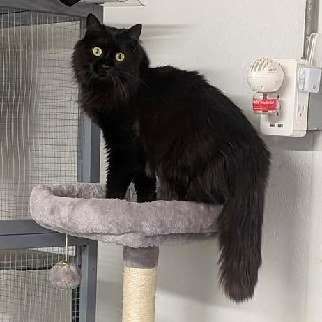 Enlarge Gypsy, a Adoptable Domestic Long Hair in Greenville, PA image 3/3