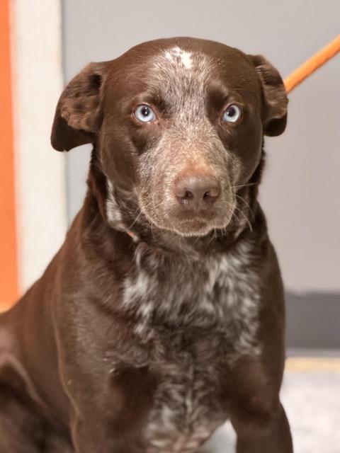 Enlarge Fudge, a ADOPTABLE mixed breed in Sparta, NJ image 4/6