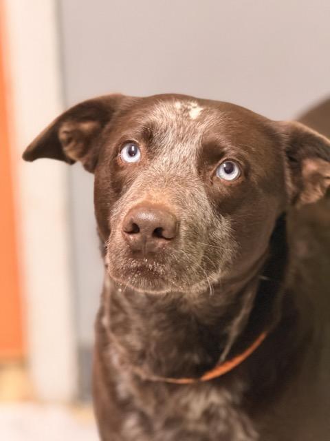 Enlarge Fudge, a ADOPTABLE mixed breed in Sparta, NJ image 3/6