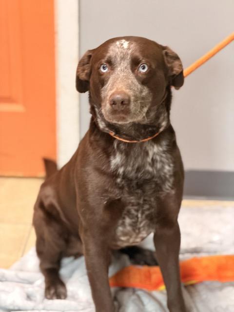 Enlarge Fudge, a ADOPTABLE mixed breed in Sparta, NJ image 1/6