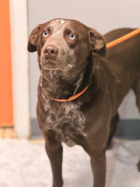 Enlarge Fudge, a ADOPTABLE mixed breed in Sparta, NJ image 5/6