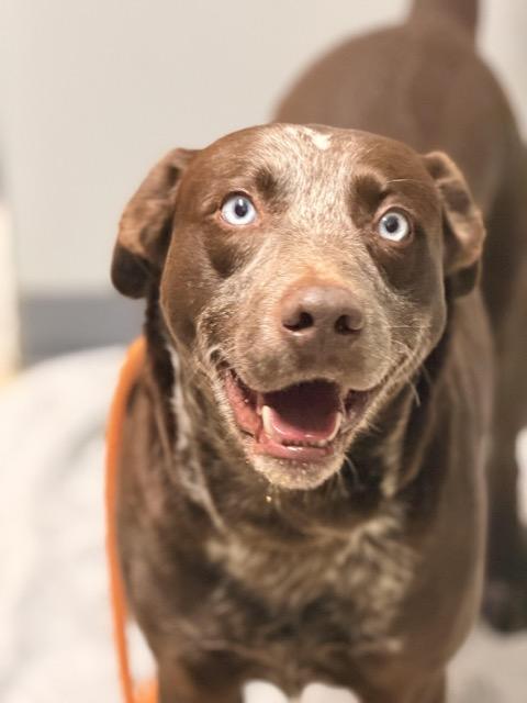 Enlarge Fudge, a ADOPTABLE mixed breed in Sparta, NJ image 2/6