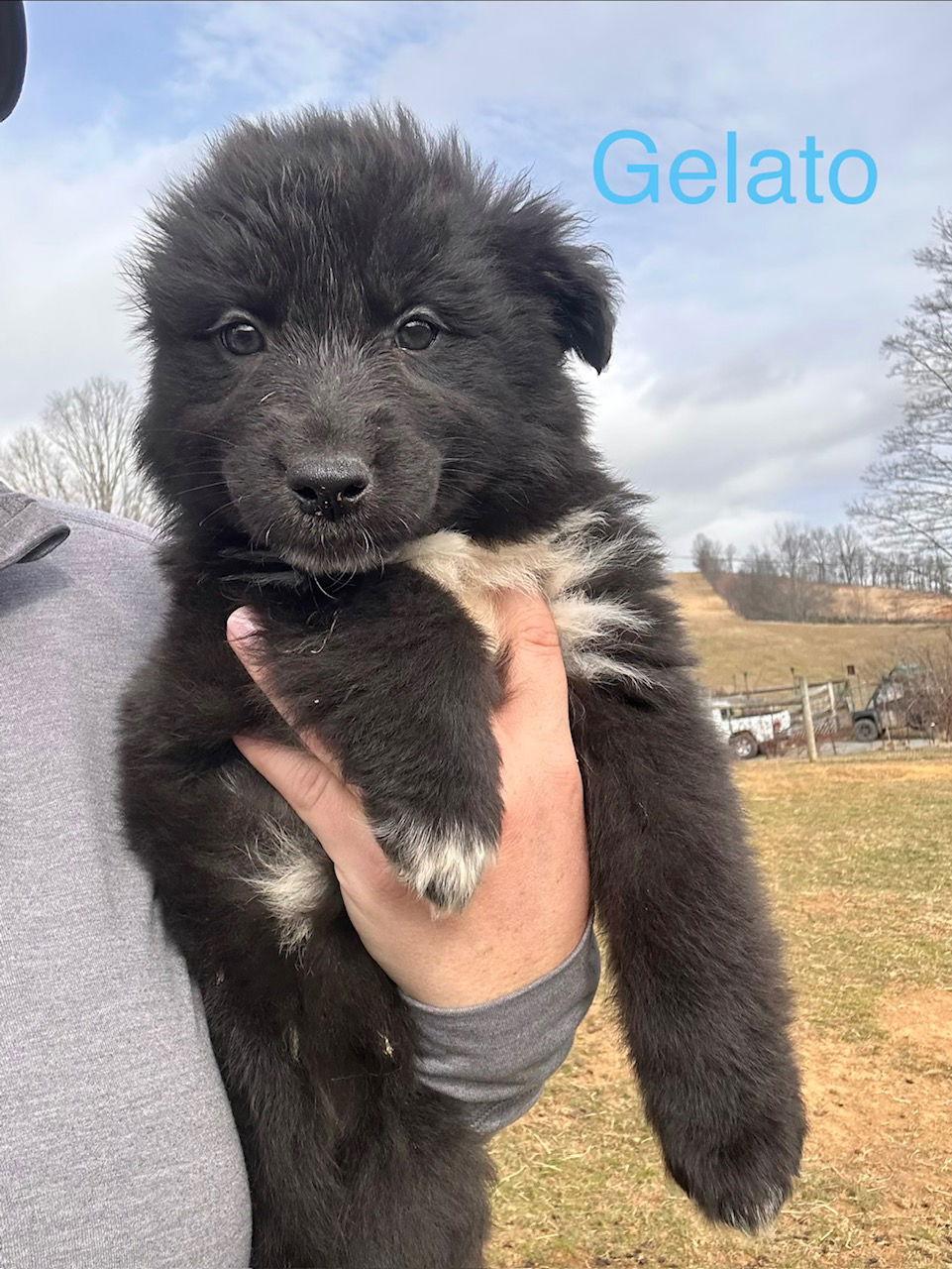 Gelato, Adoptable, Puppy Male Poodle & Basset Hound.