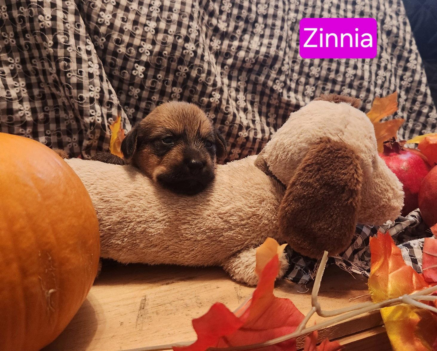 Enlarge Puppy Zinnia, a Adoptable Dachshund in Los Angeles, CA image 1/1