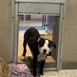 Mr. Plow 59989039, adopted, Young Male Pit Bull Terrier.