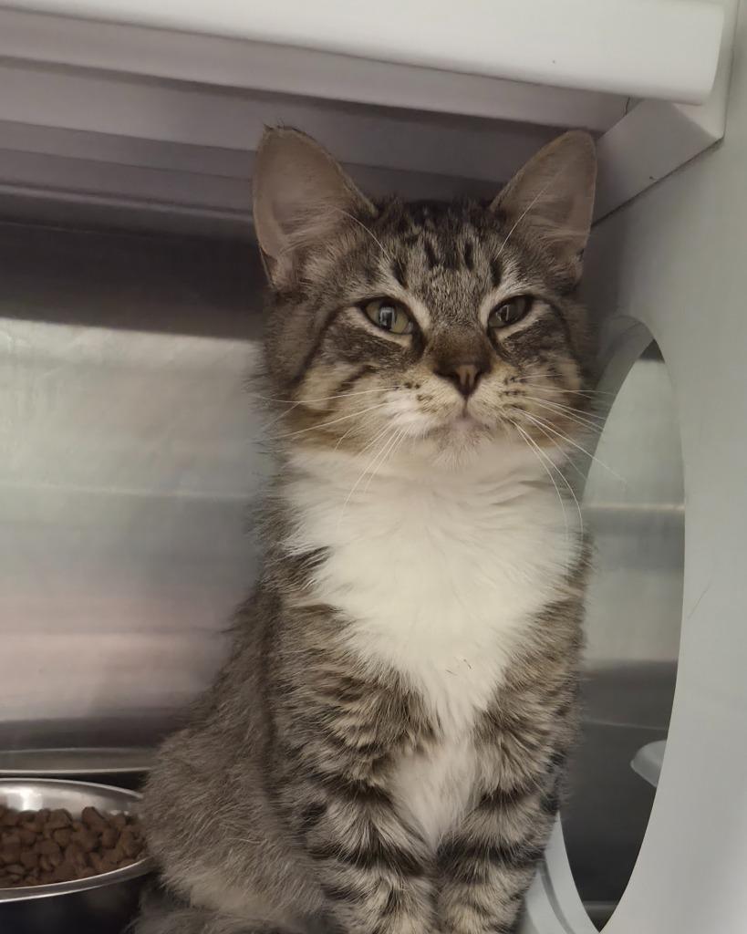 Cage, Adoptable, Young Male Domestic Short Hair.