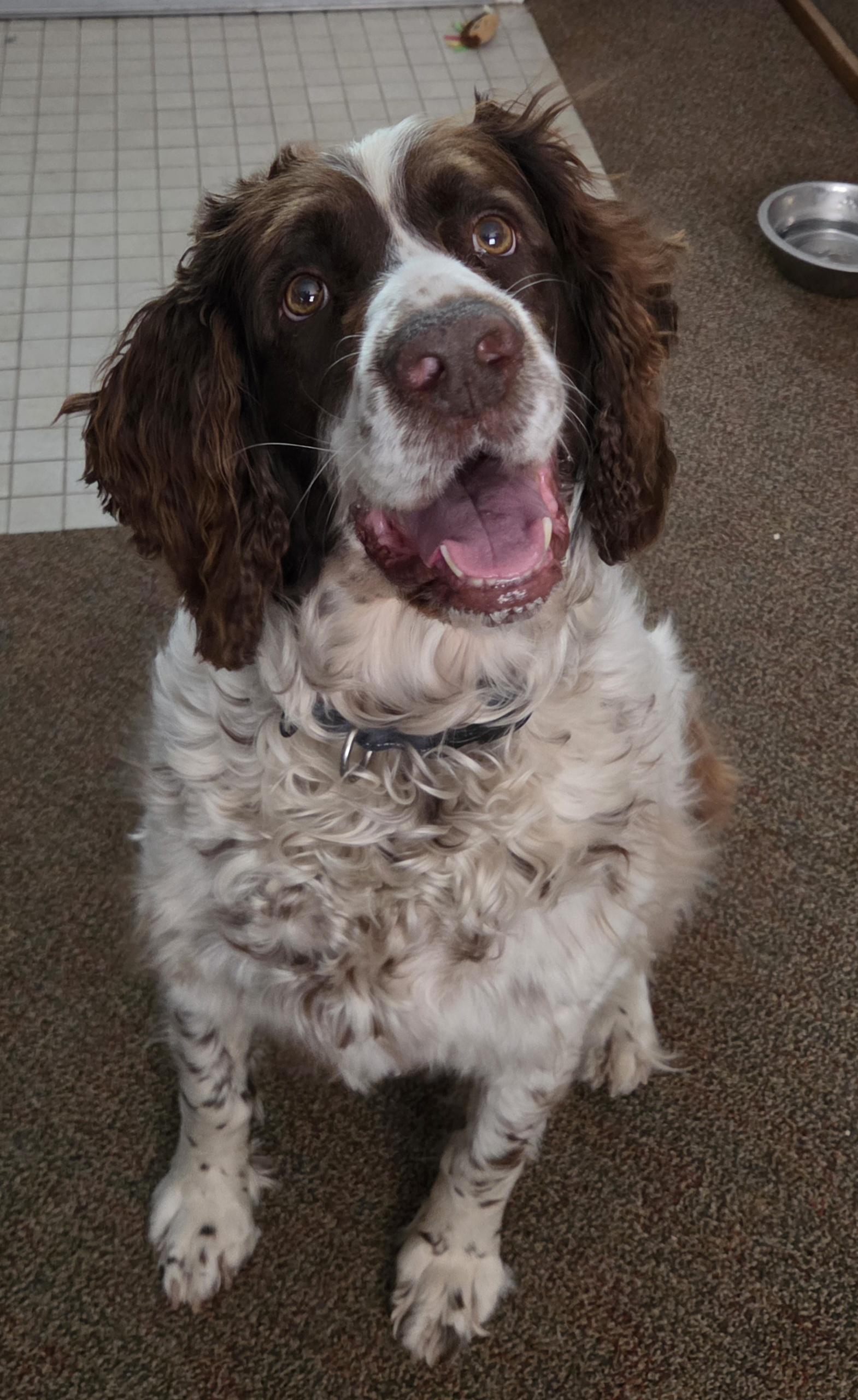 Enlarge Emmy, an adopted English Springer Spaniel in Newcastle, WY image 3/3