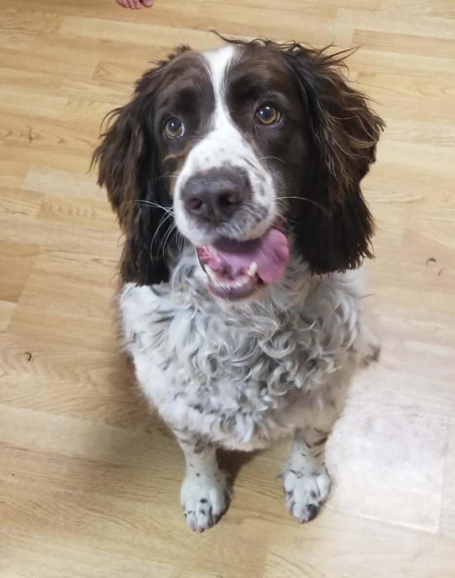 Enlarge Emmy, an adopted English Springer Spaniel in Newcastle, WY image 2/3