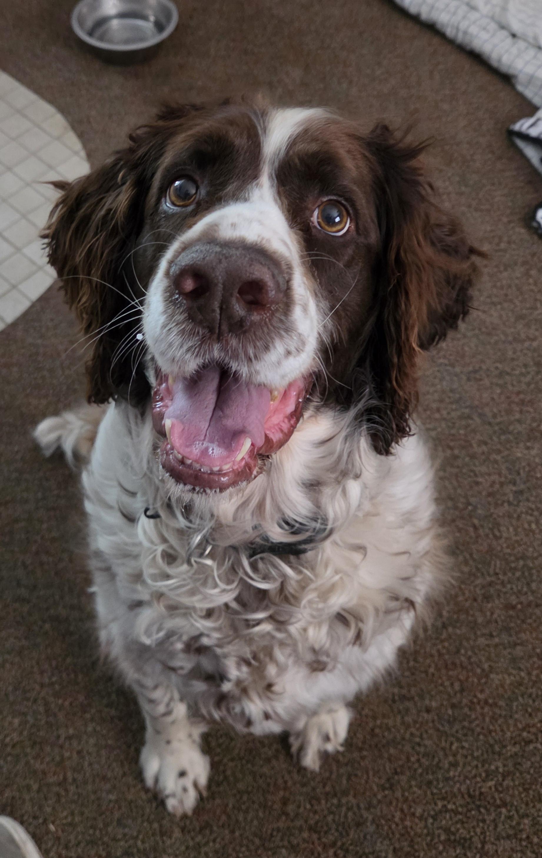Emmy, adopted, Adult Female English Springer Spaniel.