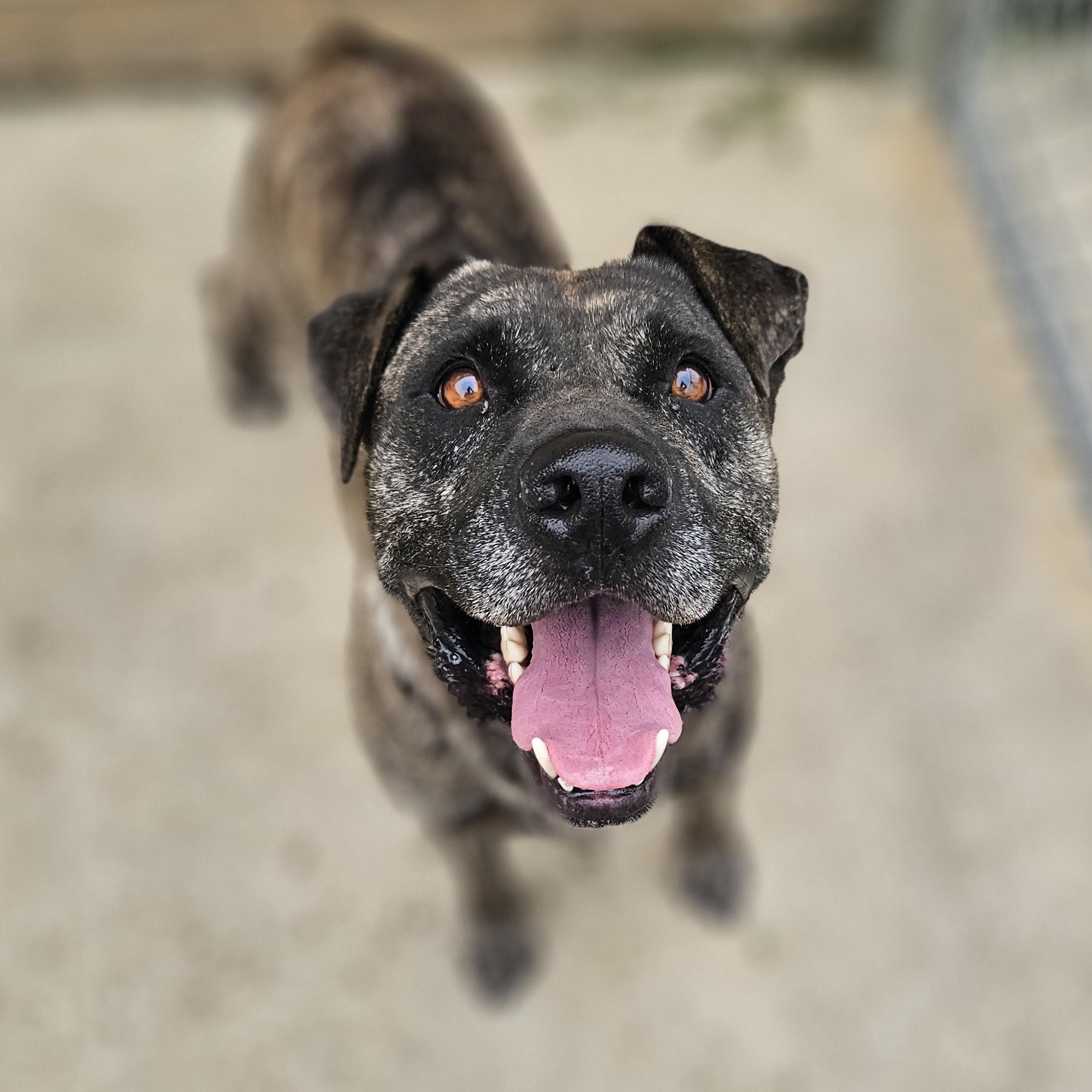 Enlarge Maxx, a Adoptable mixed breed in Kingsport, TN image 1/4