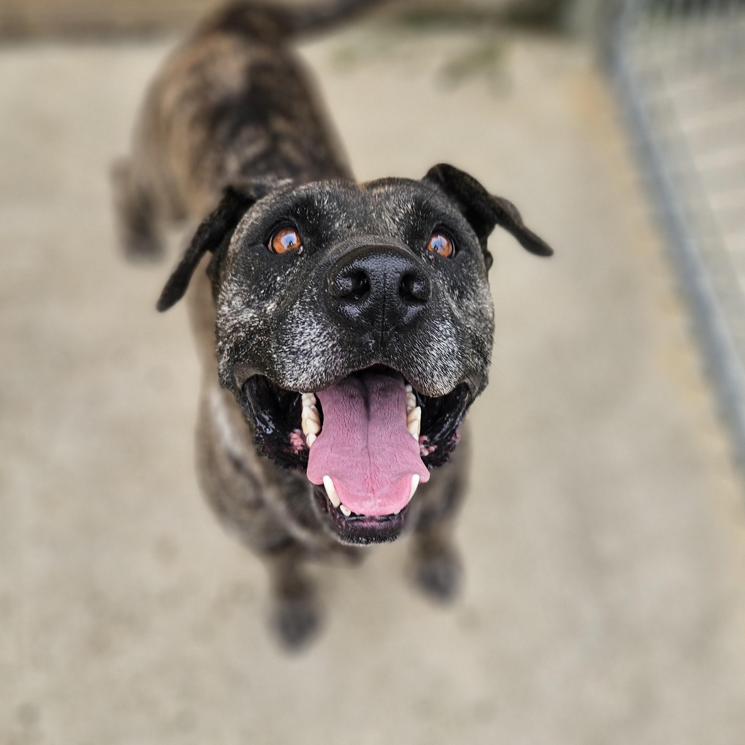 Enlarge Maxx, a Adoptable mixed breed in Kingsport, TN image 3/4