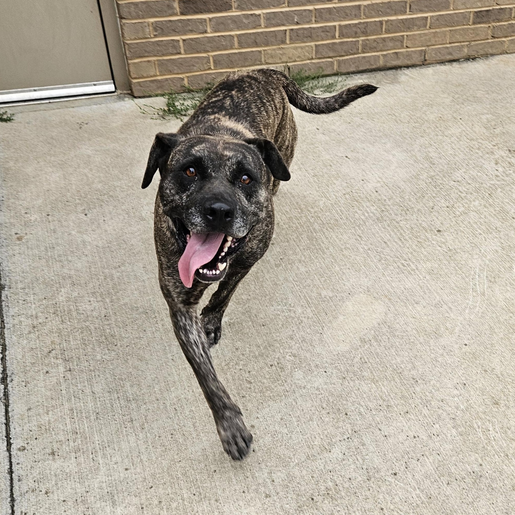 Enlarge Maxx, a Adoptable mixed breed in Kingsport, TN image 4/4