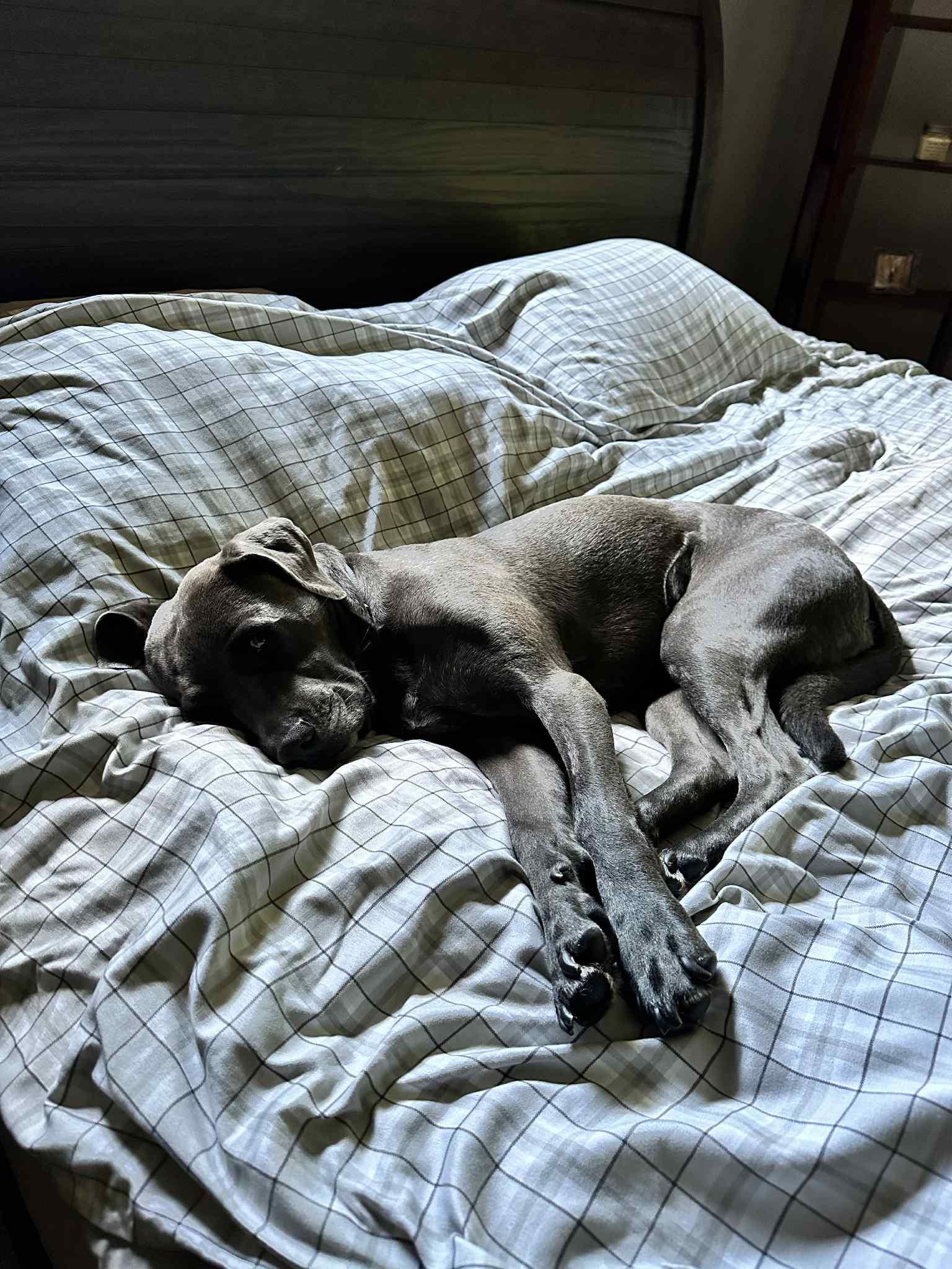 Hudson (silver lab mix), a Adoptable mixed breed in Watertown, WI image 6/6