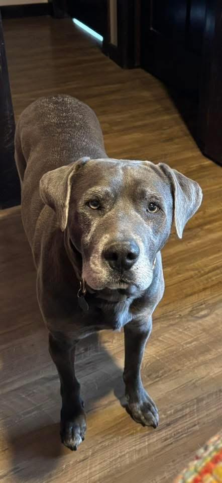 Hudson (silver lab mix), Adoptable, Adult Male Labrador Retriever.