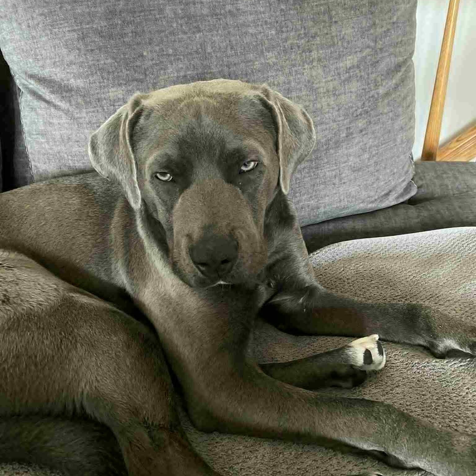 Hudson (silver lab mix), a Adoptable mixed breed in Watertown, WI image 4/6