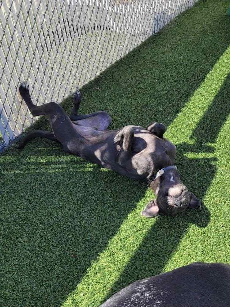 Hudson (silver lab mix), a Adoptable mixed breed in Watertown, WI image 5/6