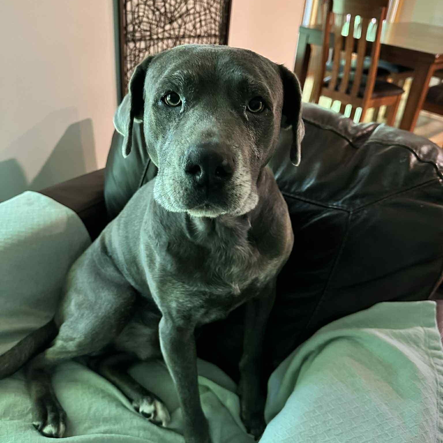 Hudson (silver lab mix), a Adoptable mixed breed in Watertown, WI image 2/6