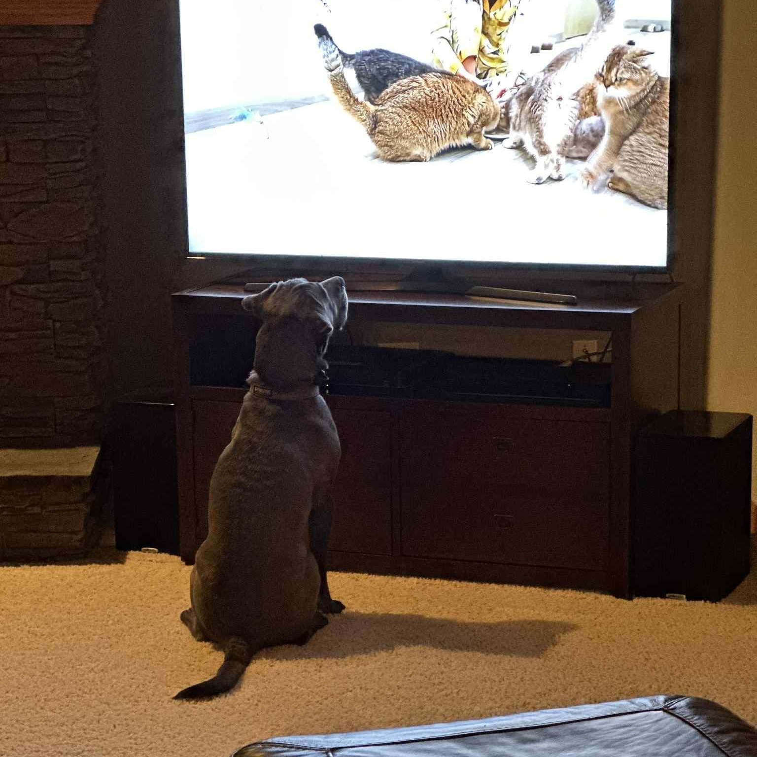 Hudson (silver lab mix), a Adoptable mixed breed in Watertown, WI image 3/6