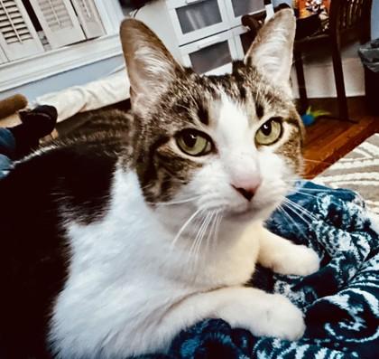 Enlarge Lilly, a Adoptable mixed breed in Washington, DC image 1/3