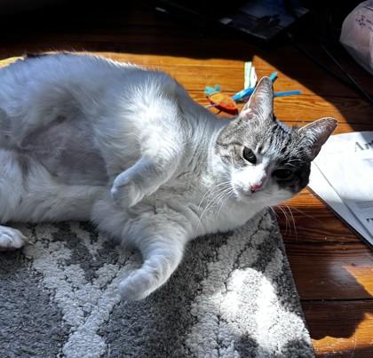 Lilly, Adoptable, Adult Female Domestic Short Hair & Domestic Short Hair.