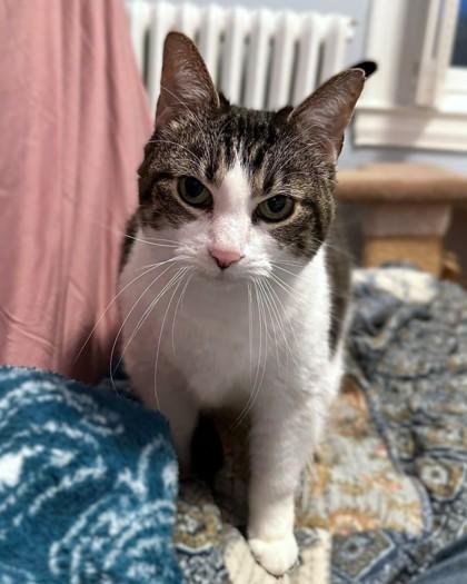 Enlarge Lilly, a Adoptable mixed breed in Washington, DC image 3/3