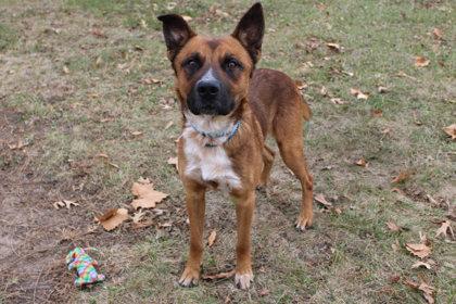 Hank, Adoptable, Adult Male German Shepherd Dog & Mixed Breed.