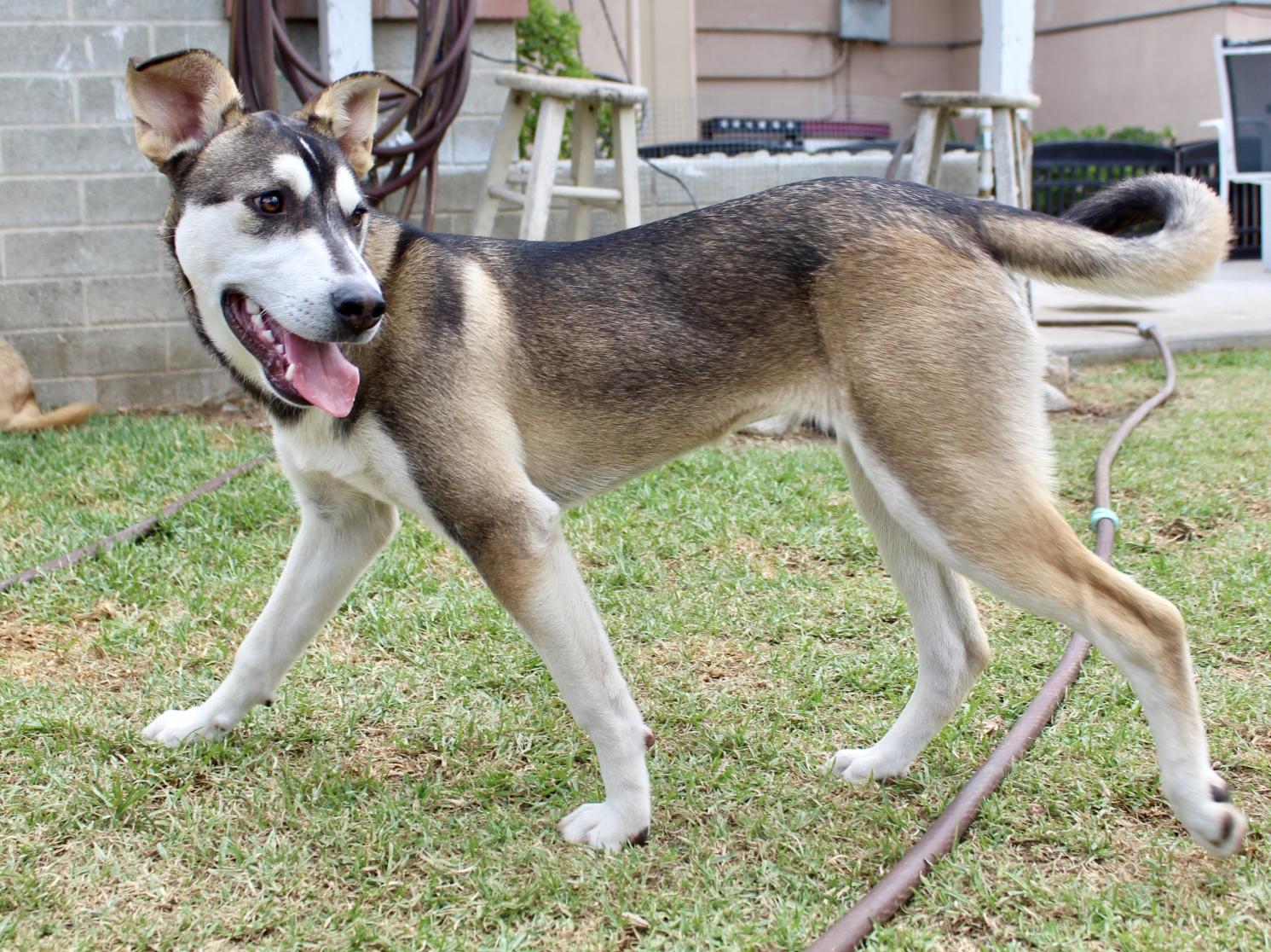 Bubbles , ADOPTABLE, Young Female Husky & Anatolian Shepherd.