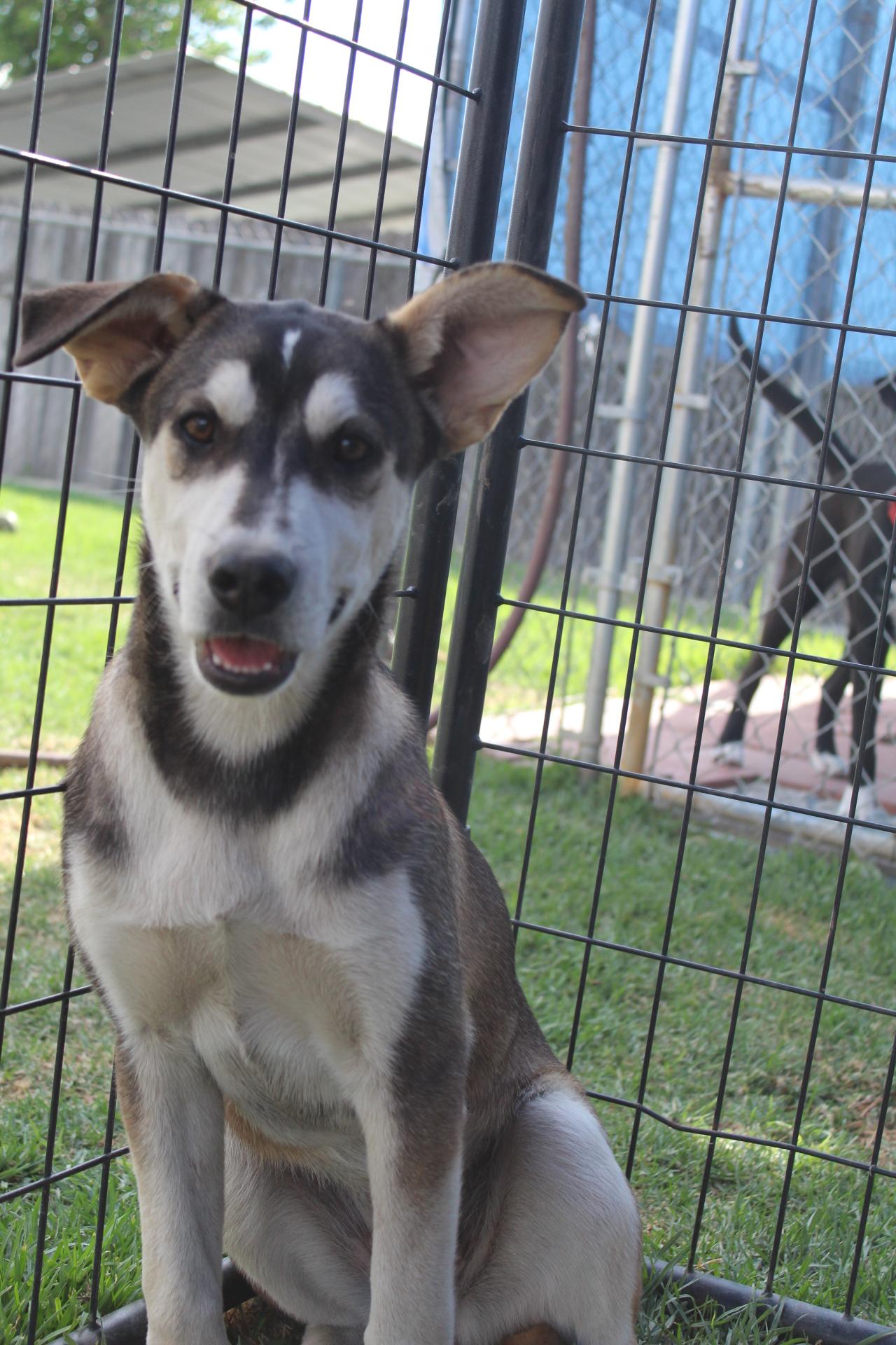 Enlarge Bubbles , a ADOPTABLE mixed breed in Rialto, CA image 2/5