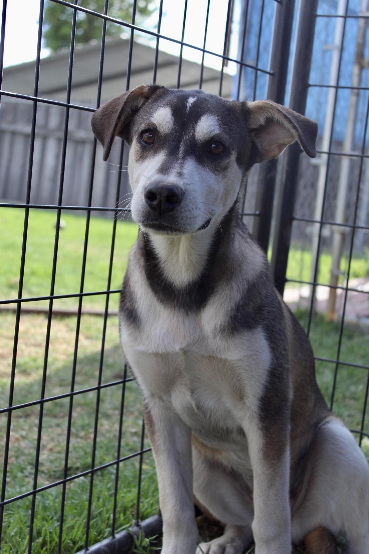 Enlarge Bubbles , a ADOPTABLE mixed breed in Rialto, CA image 4/5