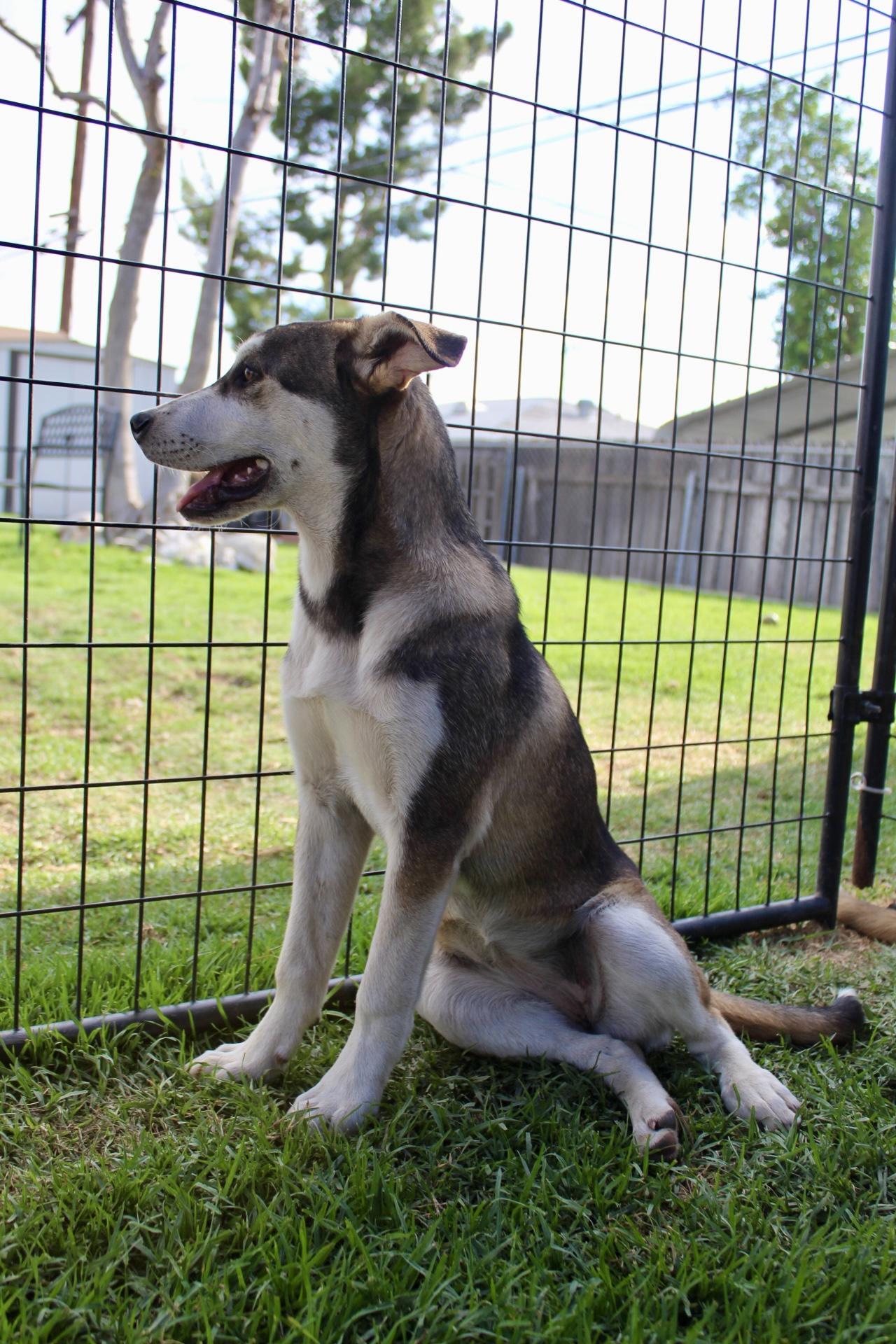 Enlarge Bubbles , a ADOPTABLE mixed breed in Rialto, CA image 1/5