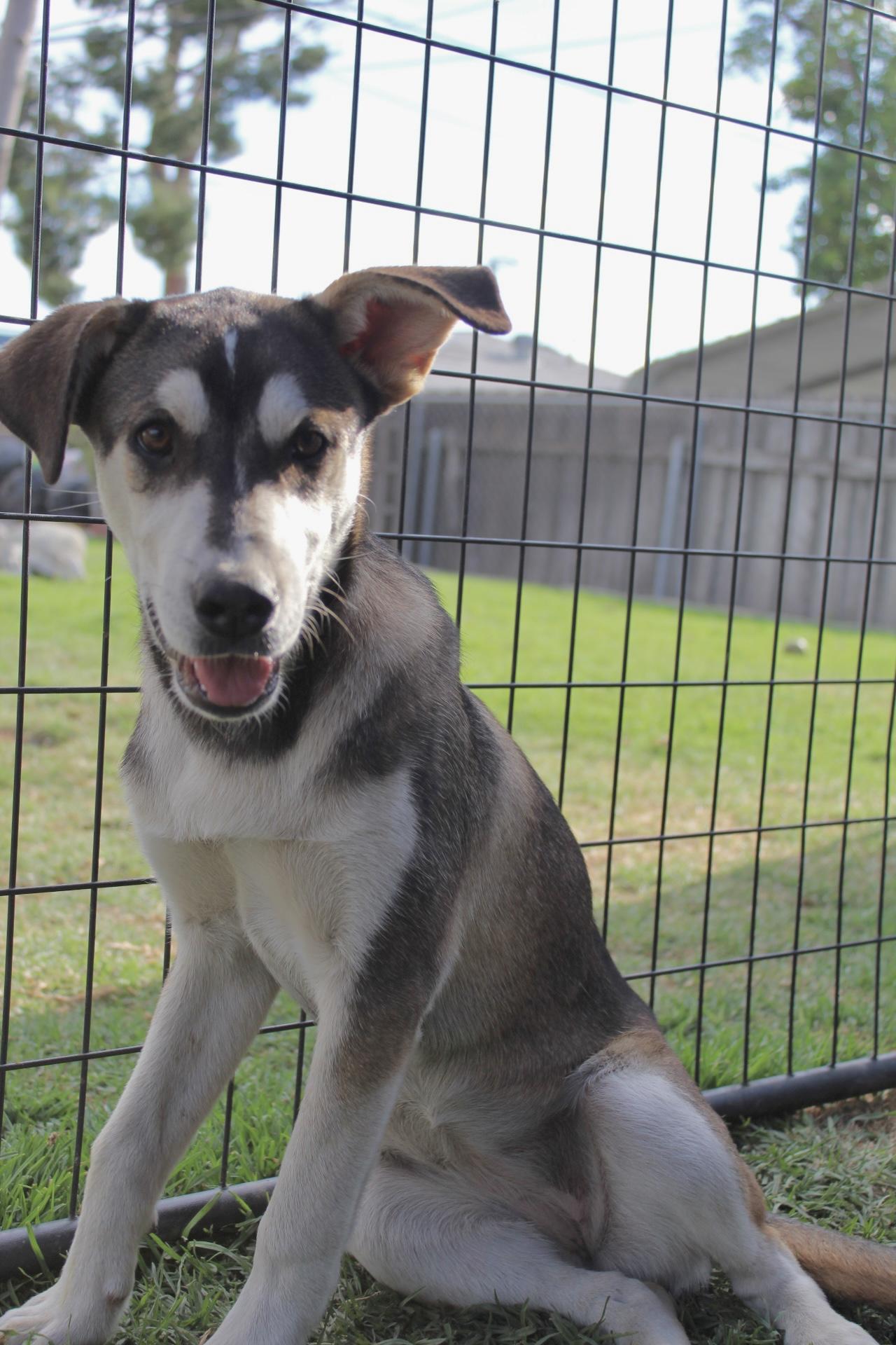 Enlarge Bubbles , a ADOPTABLE mixed breed in Rialto, CA image 3/5
