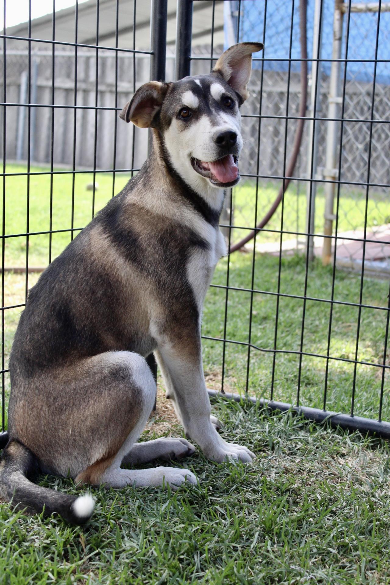 Enlarge Bubbles , a ADOPTABLE mixed breed in Rialto, CA image 5/5