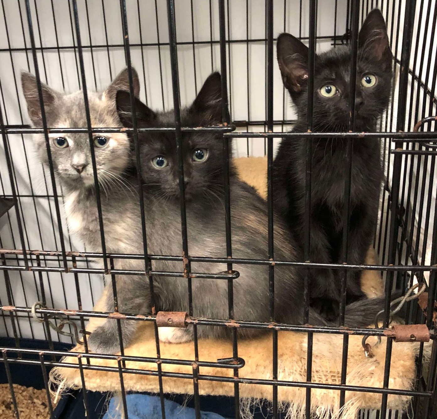 Cat for adoption kittens, a Domestic Short Hair in Lake Hopatcong, NJ