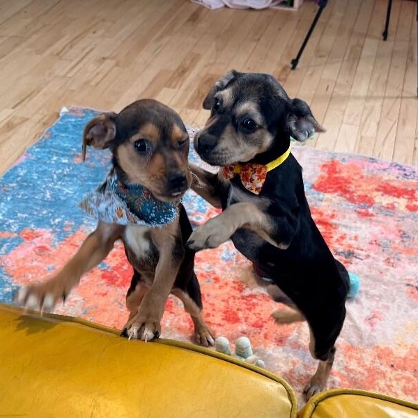 Sweetie Potato — thumbnail 2