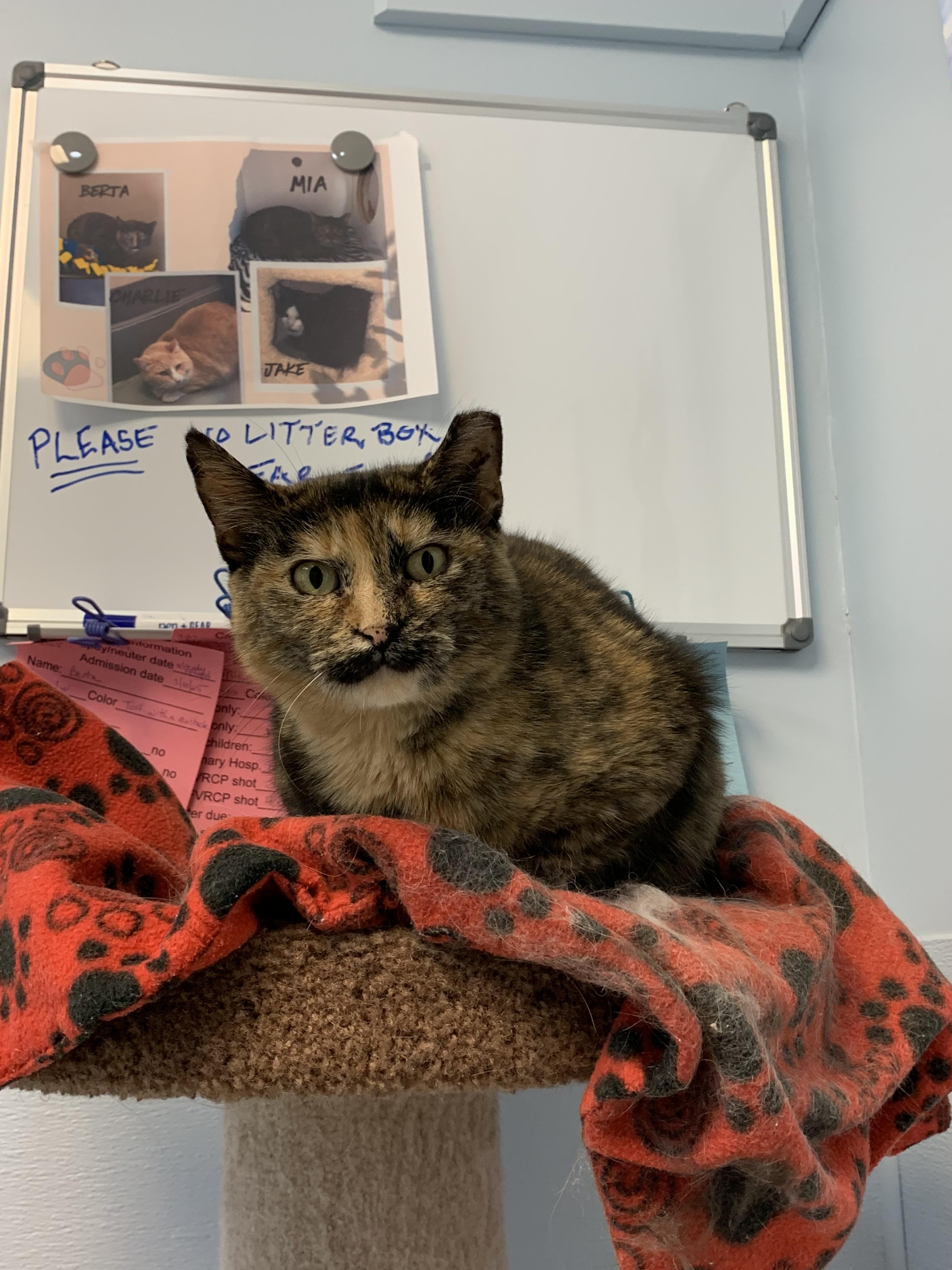 Enlarge Berta, a Adoptable mixed breed in Terryville, CT image 2/6