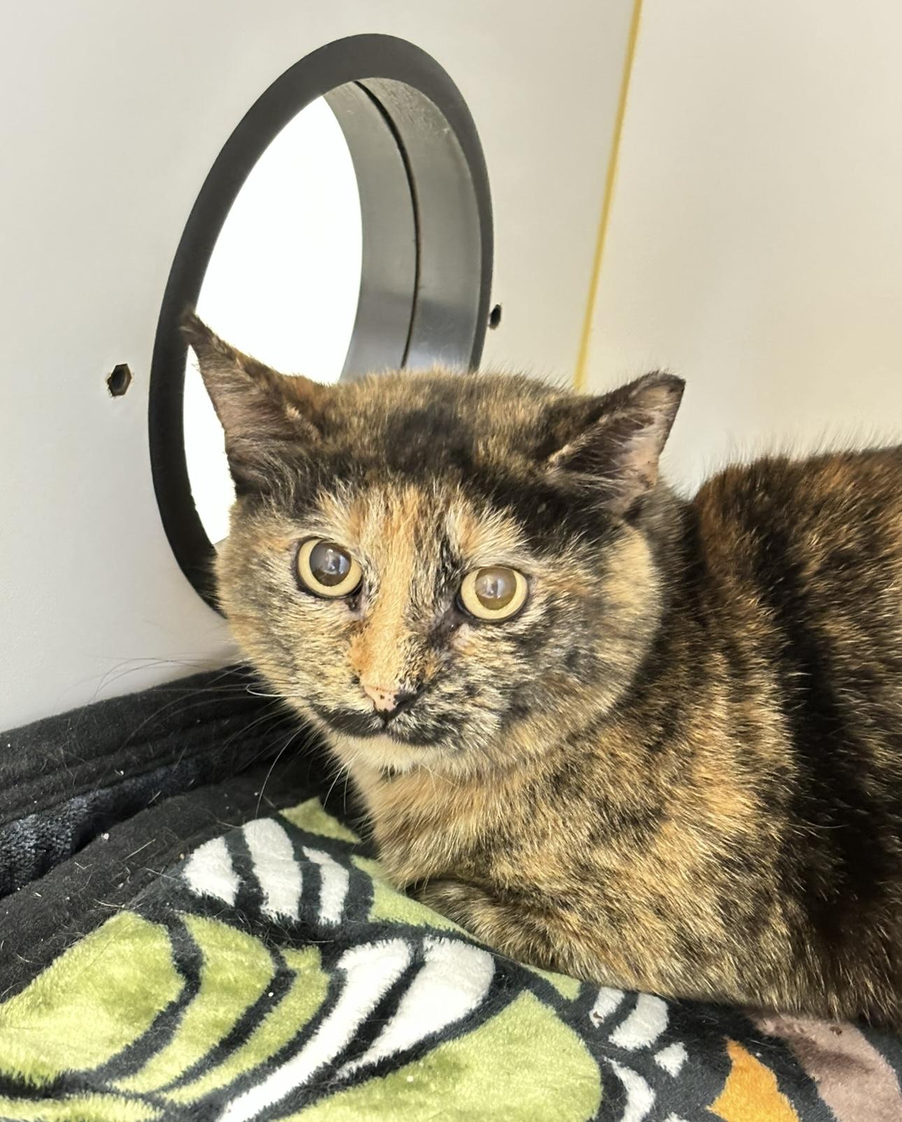 Enlarge Berta, a Adoptable mixed breed in Terryville, CT image 3/6