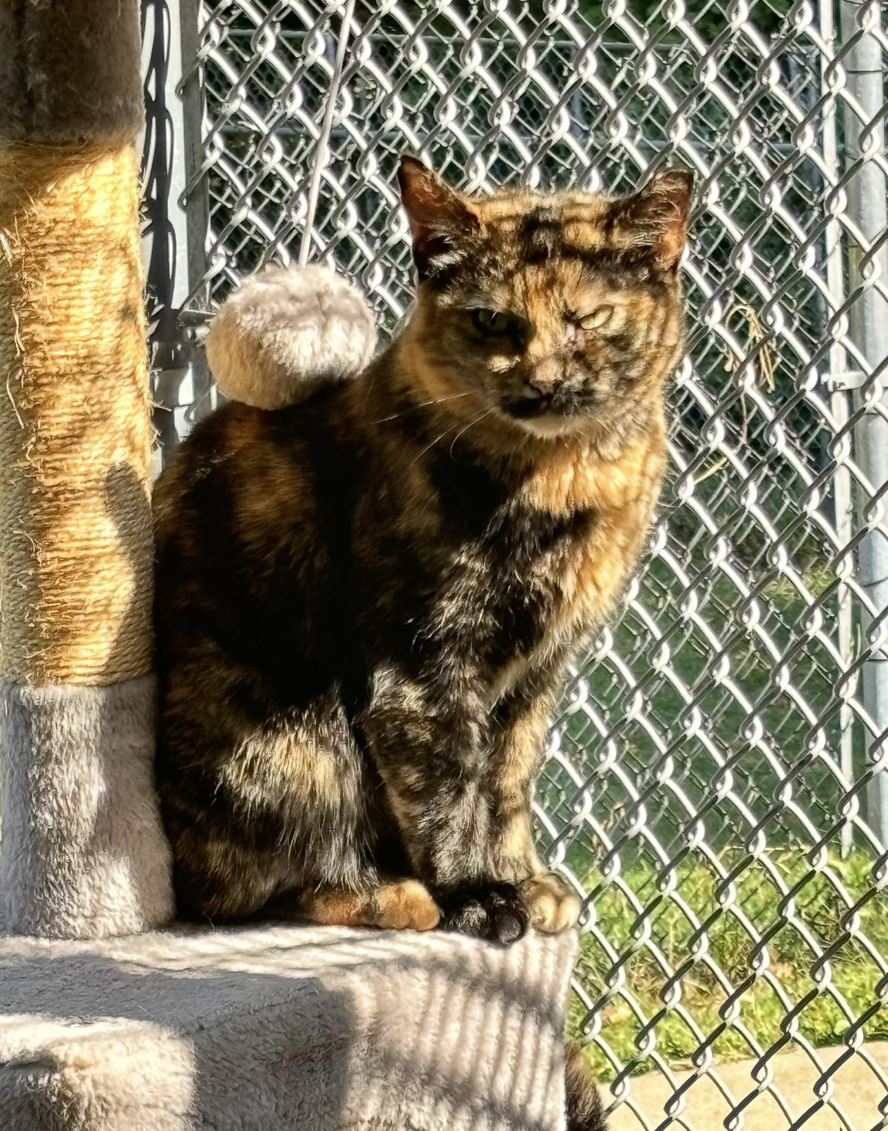 Enlarge Berta, a Adoptable mixed breed in Terryville, CT image 4/6