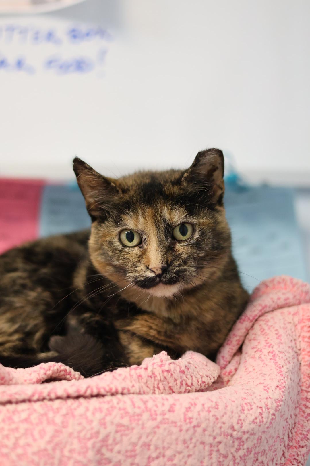 Enlarge Berta, a Adoptable mixed breed in Terryville, CT image 5/6