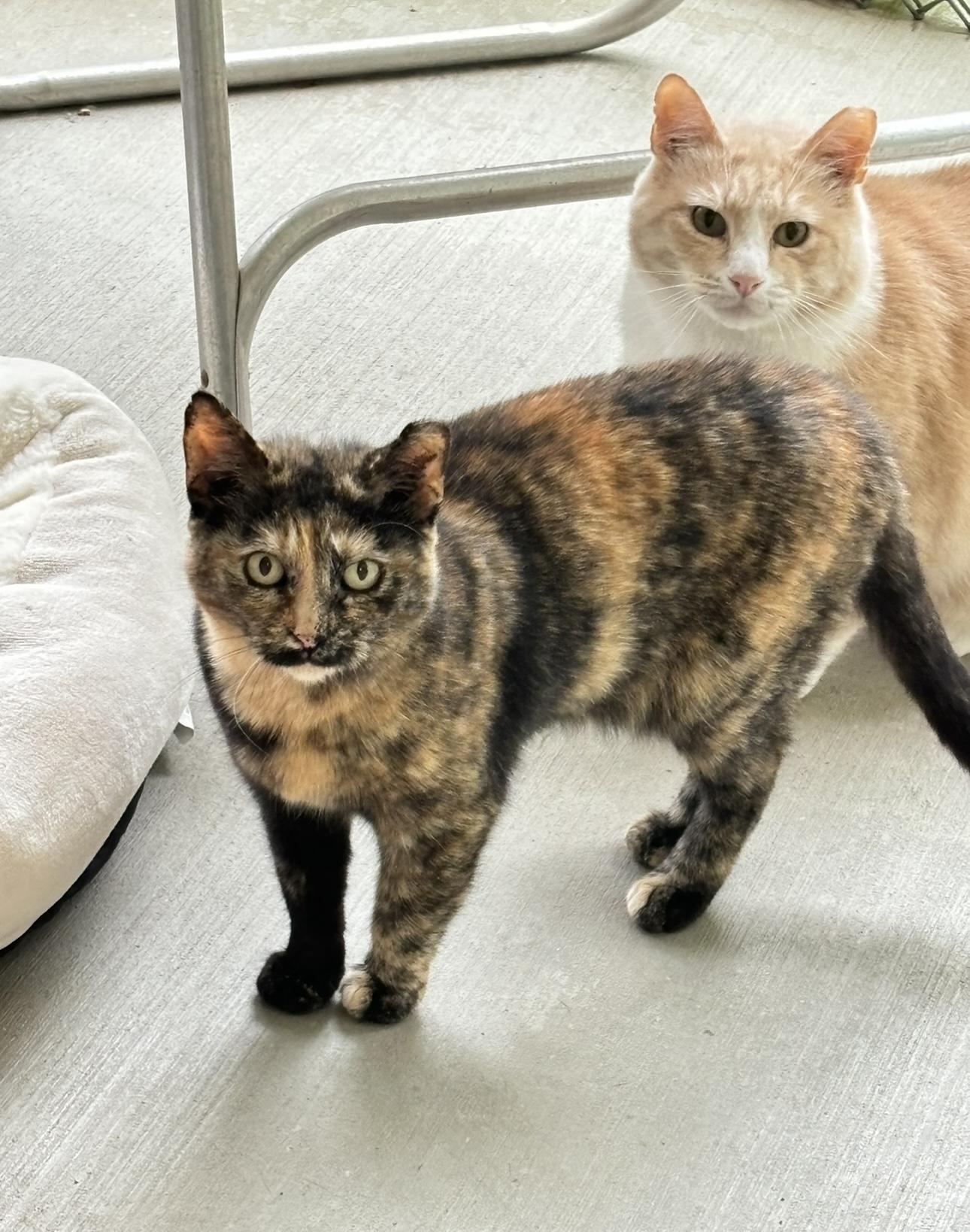 Enlarge Berta, a Adoptable mixed breed in Terryville, CT image 6/6