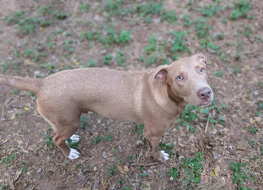 Bojangles, a Adoptable mixed breed in Mission, TX image 1/4