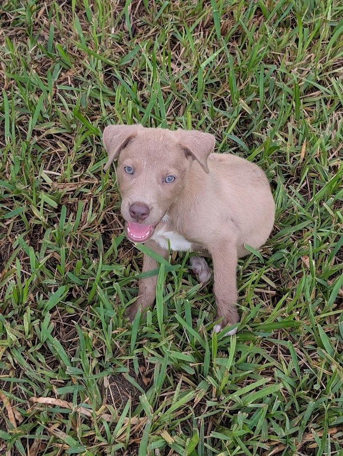 Bojangles, a Adoptable mixed breed in Mission, TX image 2/4