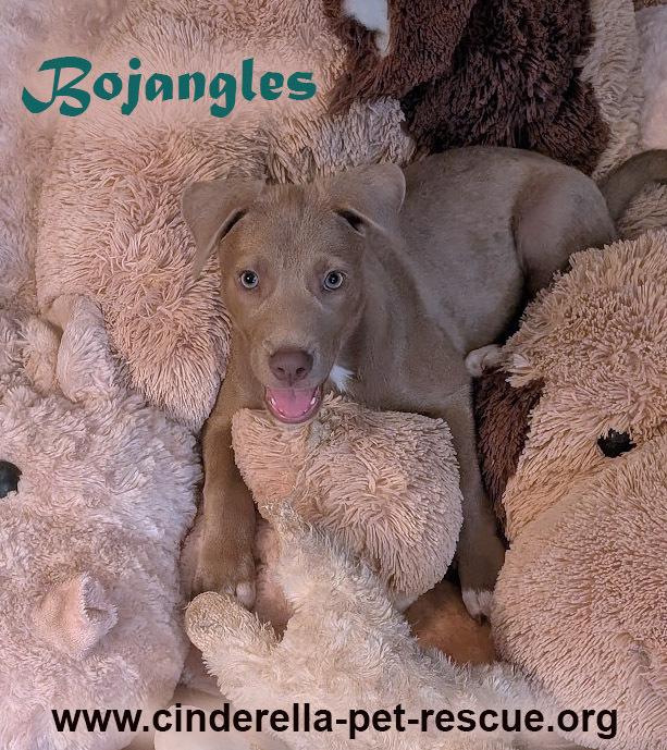 Bojangles, a Adoptable mixed breed in Mission, TX image 3/4