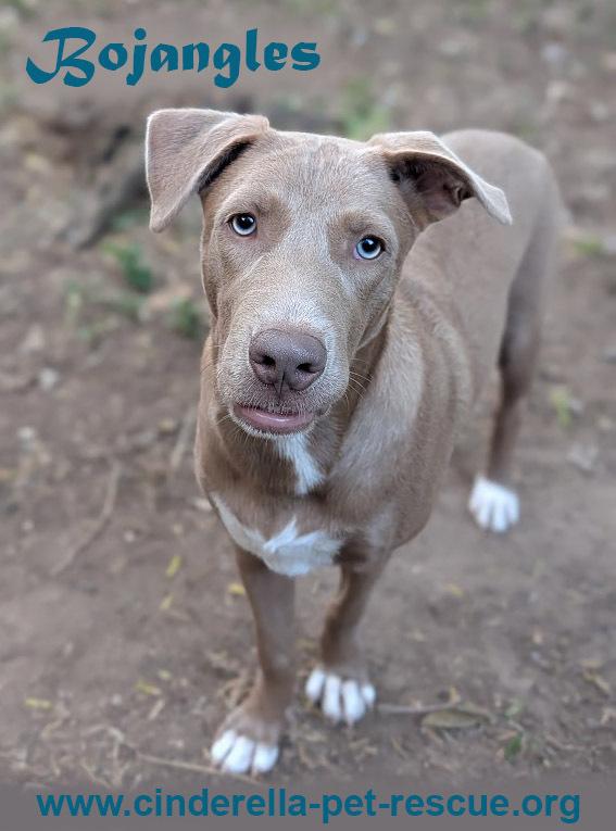 Bojangles, a Adoptable mixed breed in Mission, TX image 4/4