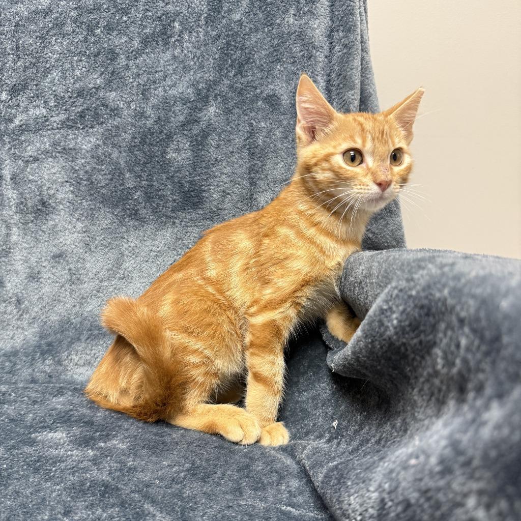 Benton, a Adoptable mixed breed in Brenham, TX image 2/6