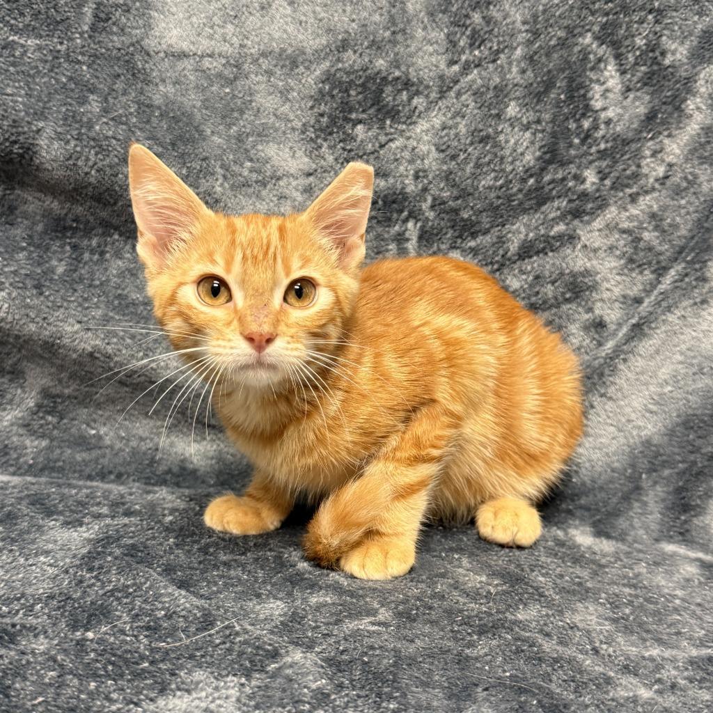 Benton, a Adoptable mixed breed in Brenham, TX image 3/6