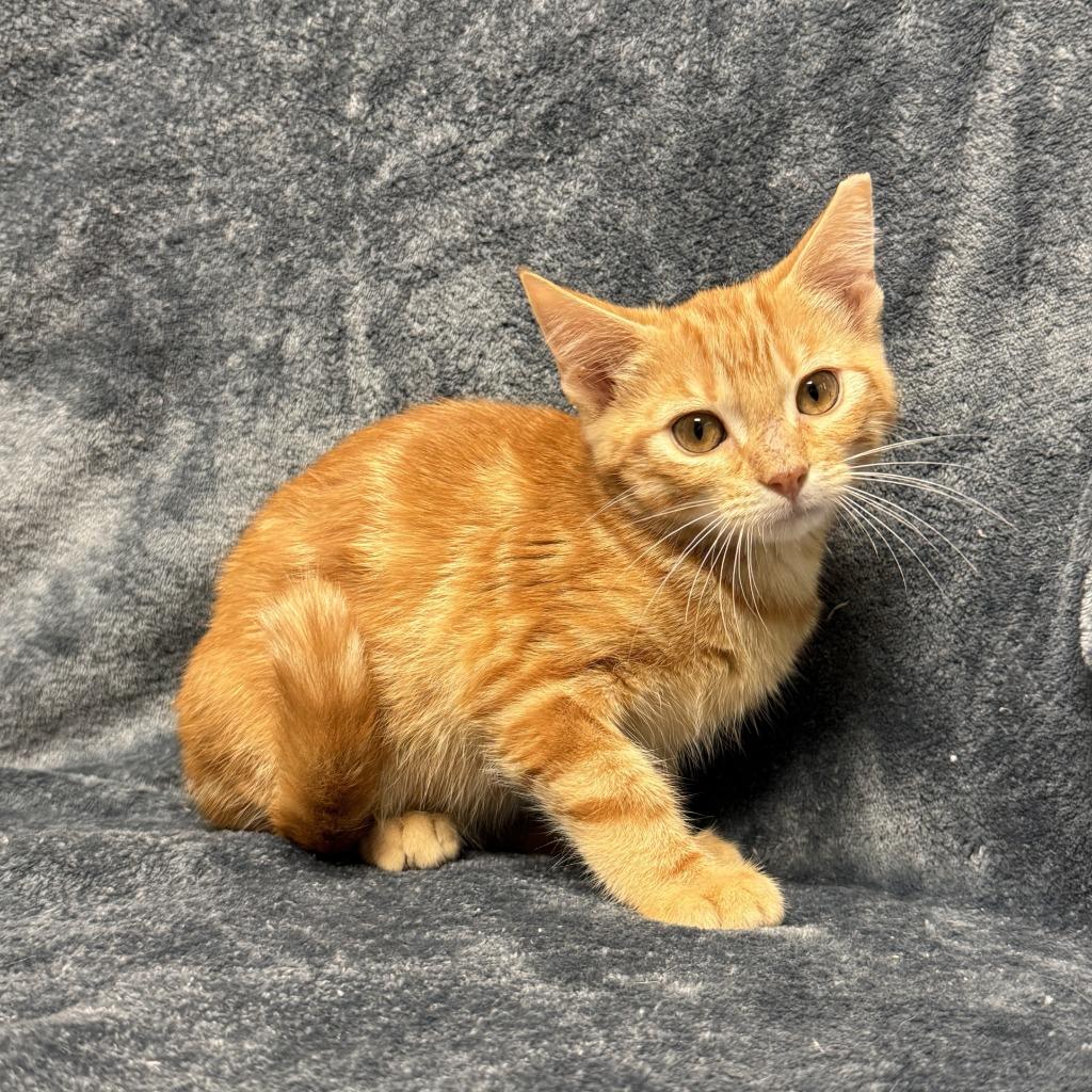 Benton, a Adoptable mixed breed in Brenham, TX image 4/6