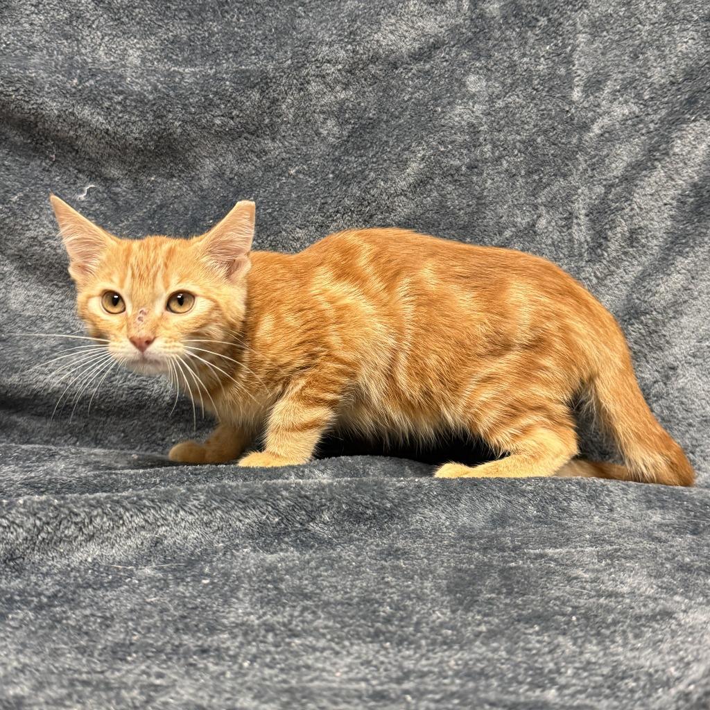 Benton, a Adoptable mixed breed in Brenham, TX image 5/6