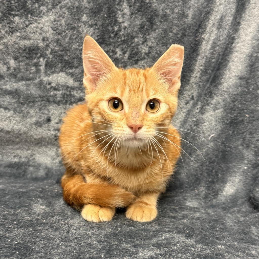Benton, a Adoptable mixed breed in Brenham, TX image 6/6