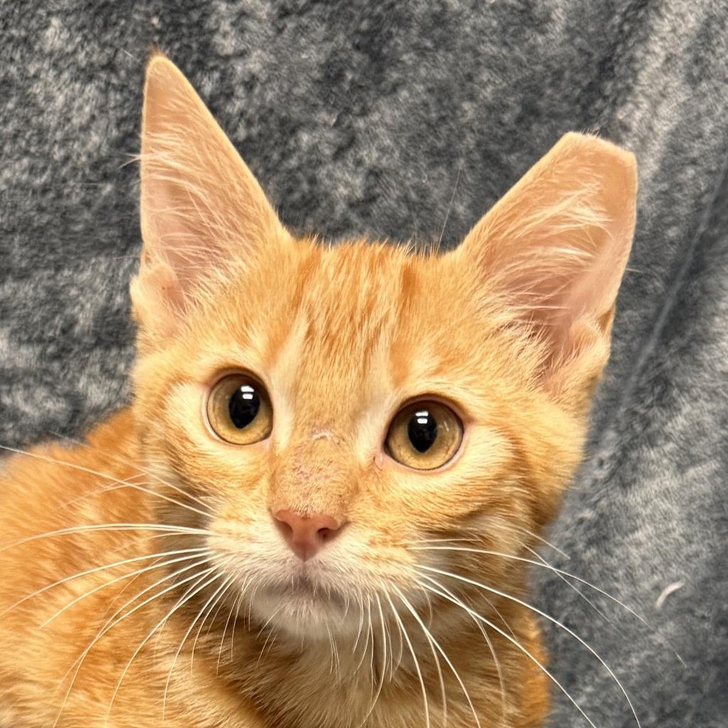 Benton, a Adoptable mixed breed in Brenham, TX image 1/6