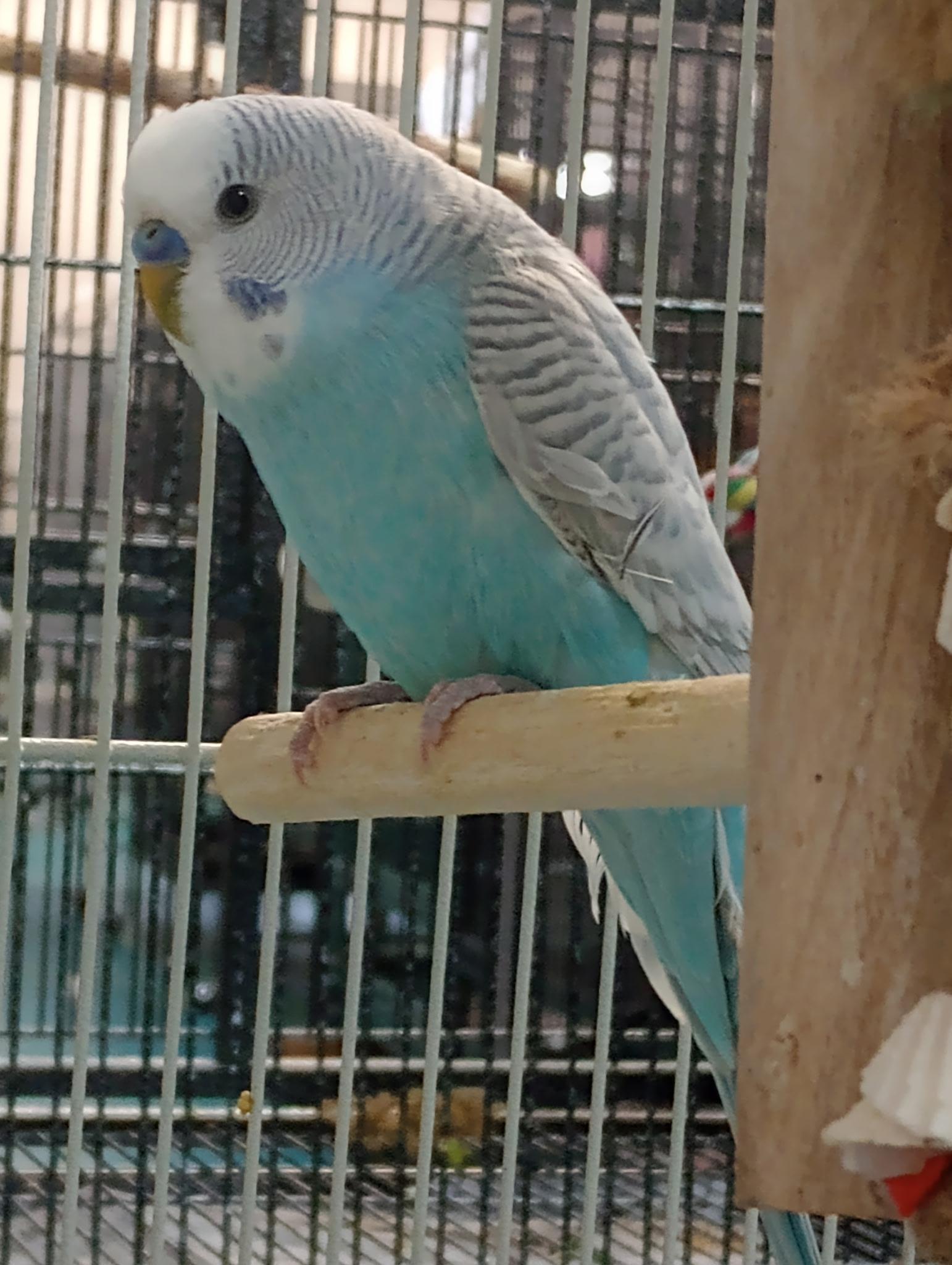 Parrot for adoption - Pluto, Neptune, Comet and Saturn (Male